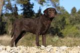 LABRADOR 639